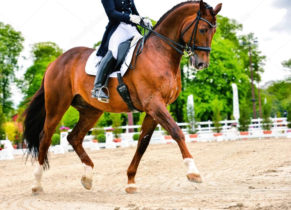 depositphotos_46348513-stock-photo-dressage-horse-and-rider-extended